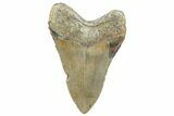 Serrated, Fossil Megalodon Tooth - North Carolina #272791-2
